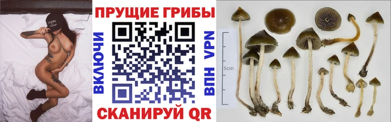 Псилоцибиновые грибы Magic Shrooms  Хилок 